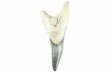 Bone Valley Shark Tooth (Hemipristis) - Lower Tooth #258214-1